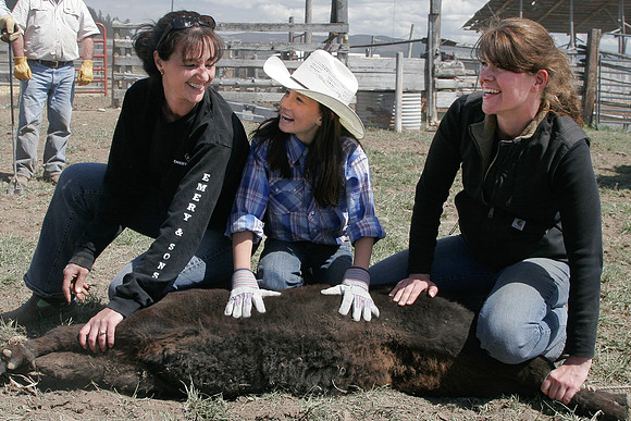calf_branding_2_659