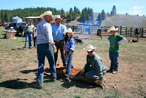 calf_branding_597