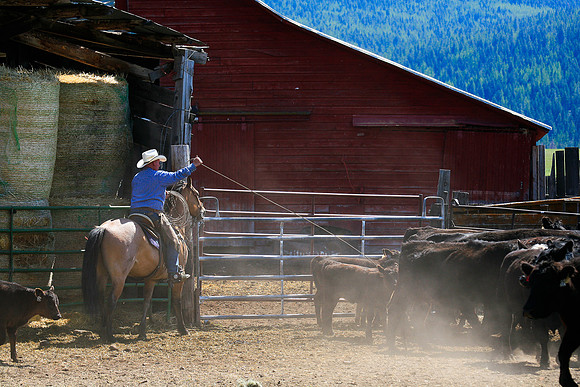 calf_branding_905