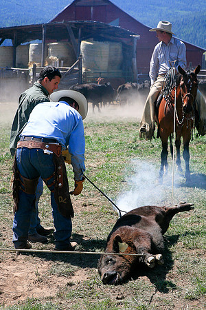 calf_branding_635