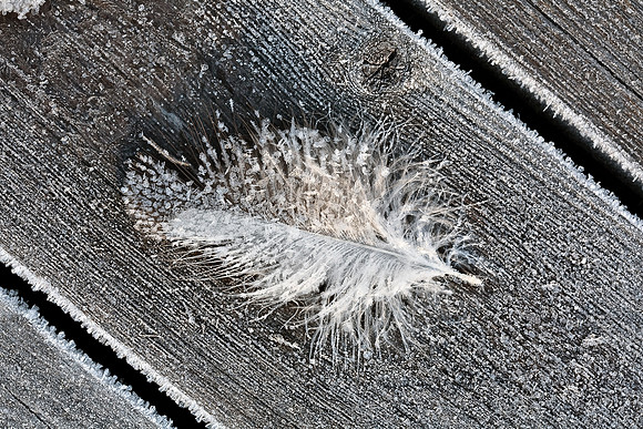 Feather's Fallen Frost