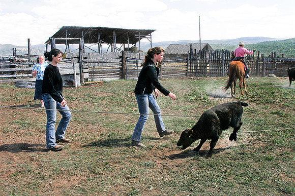 calf_branding_2_647