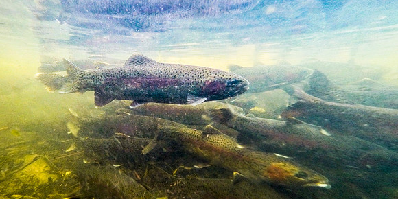 View from the spawning bed of Fish Creek. Big Sky Lake, Montana. 34
