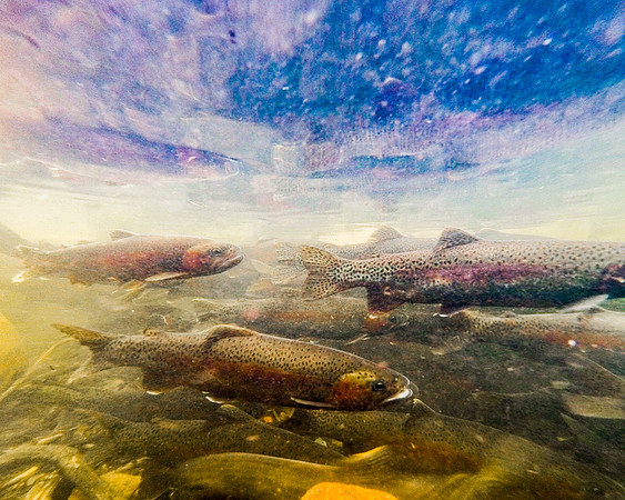 View From the Spawning Bed of Fish Creek. Big Sky Lake, Montana. 30