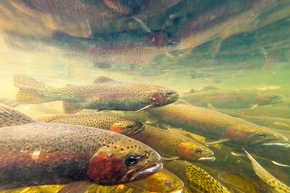 View From the Spawning Bed of Fish Creek. Big Sky Lake, Montana. 24