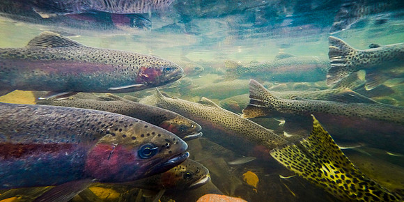 View From the Spawning Bed of Fish Creek. Big Sky Lake, Montana.