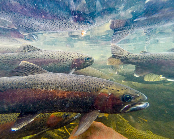 View From the Spawning Bed of Fish Creek. Big Sky Lake, Montana.