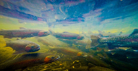 View From the Spawning Bed of Fish Creek. Big Sky Lake, Montana. 26