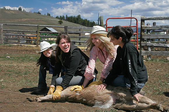 calf_branding_2_710