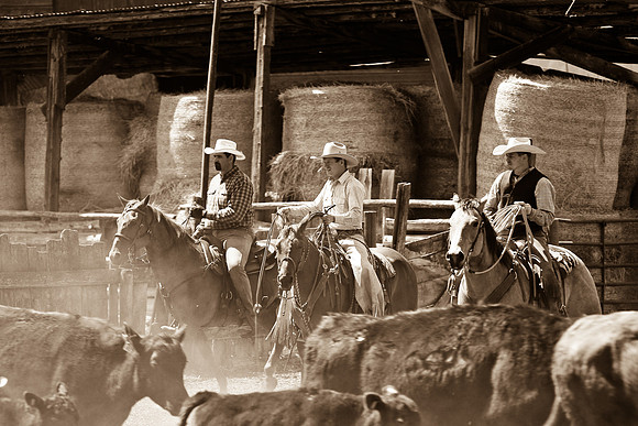 calf_branding_724
