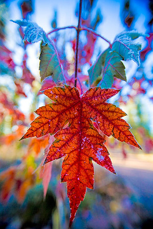 Fall's Trinity