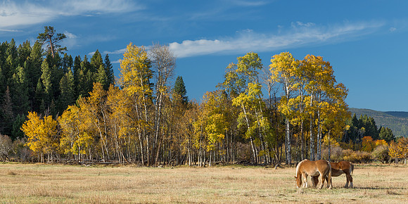 Fall Begins