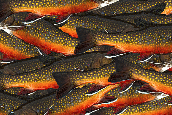 Busy Brookies