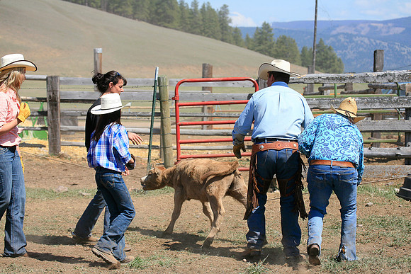 calf_branding_910