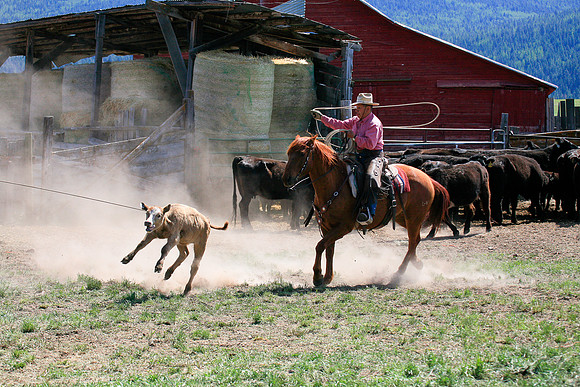 calf_branding_901