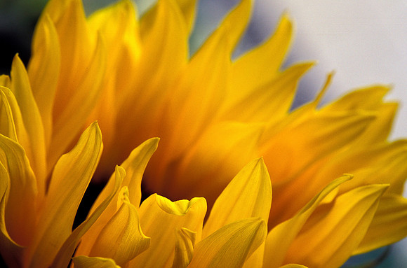 Garden Flames