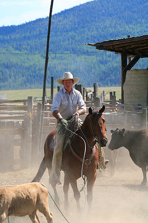calf_branding_908