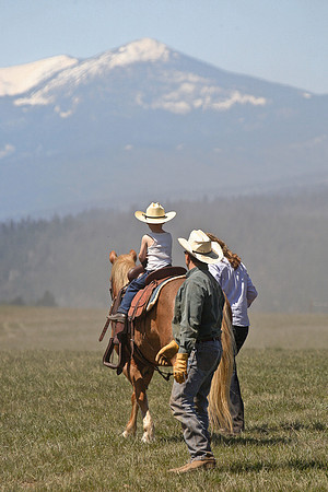 calf_branding_676