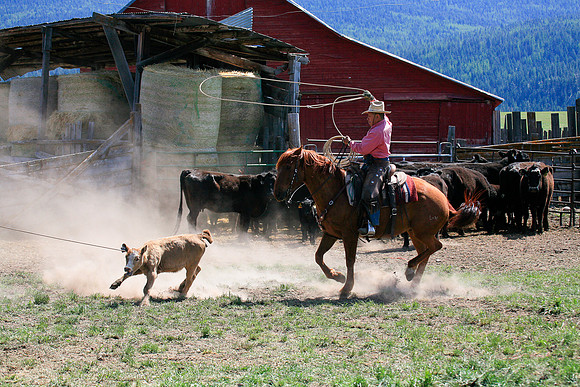 calf_branding_900