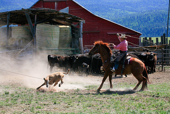 calf_branding_899