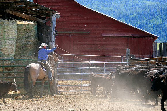 calf_branding_905