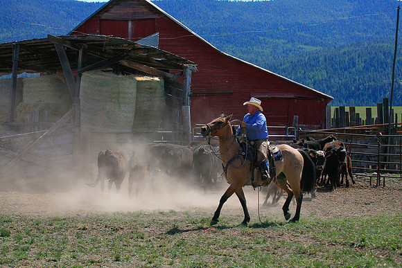 calf_branding_898