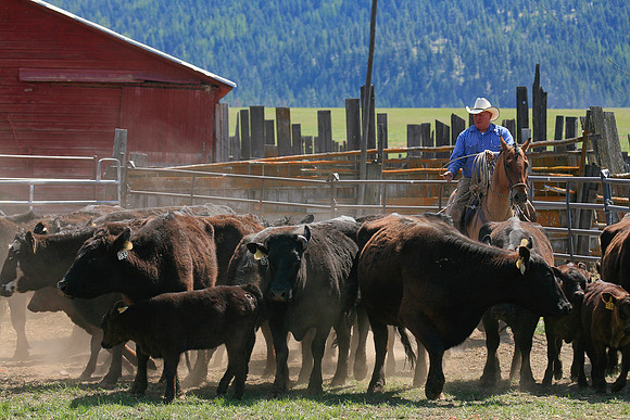 calf_branding_906