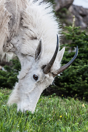 Mountain Goat