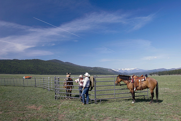calf_branding_2_583