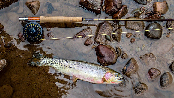 Monture Creek Cutthroat