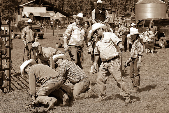 calf_branding_954