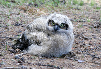 Bumbling Baby (Great Horned Owl)