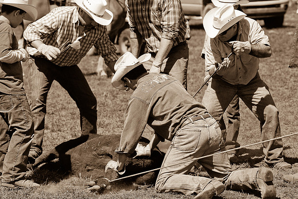 calf_branding_926