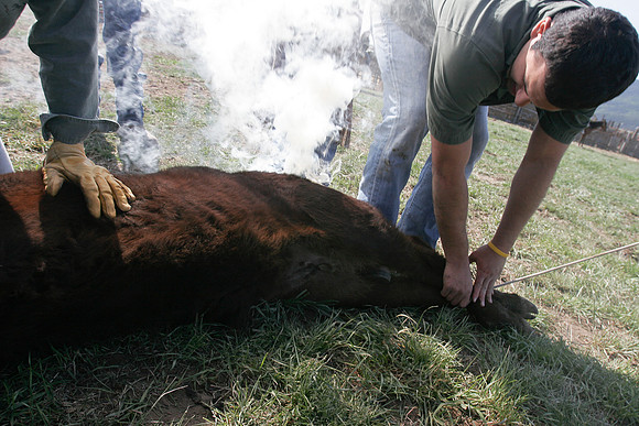 calf_branding_2_610