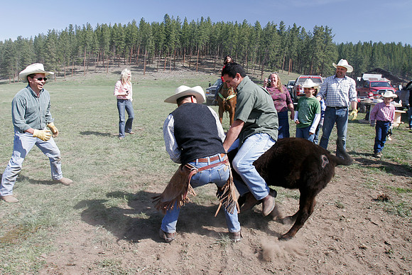 calf_branding_2_607