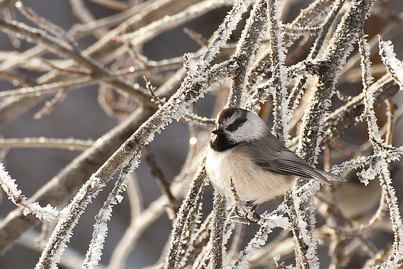 Chilling Chickadee