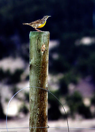 Morning Meadowlark