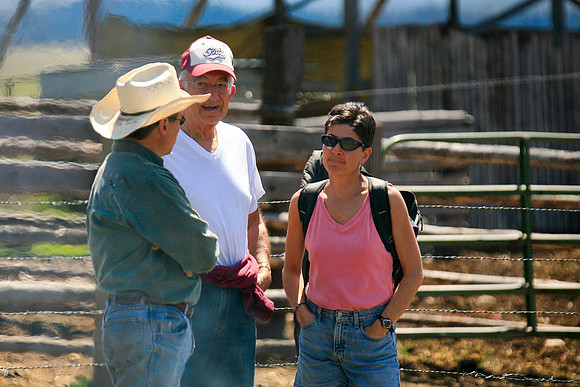 calf_branding_707