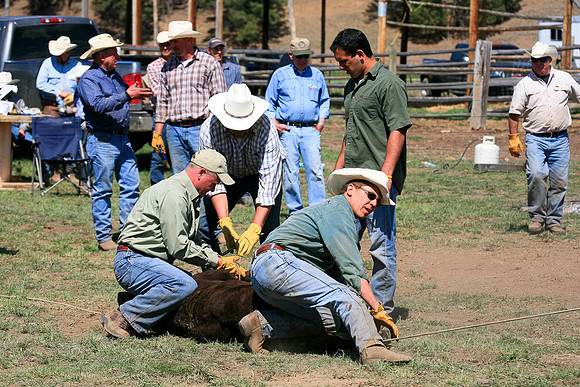 calf_branding_920