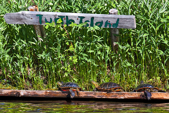 Turtle's Island-11