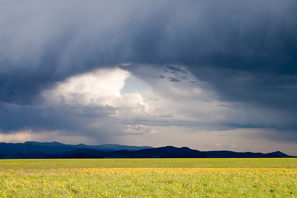 Fields of Gold
