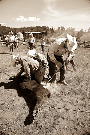 calf_branding_611