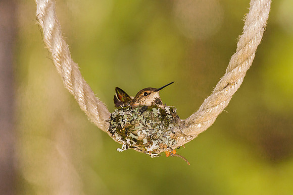 Hummer Momma 2-17
