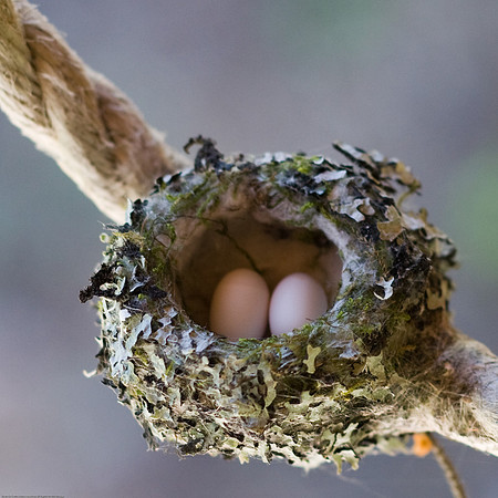 Hummer Eggs