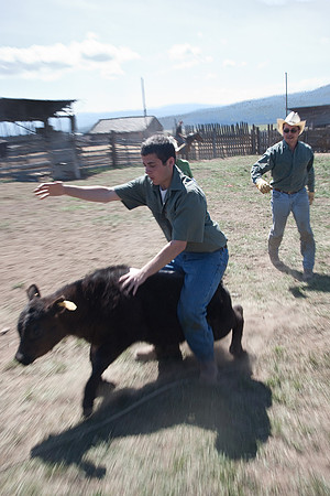 calf_branding_585