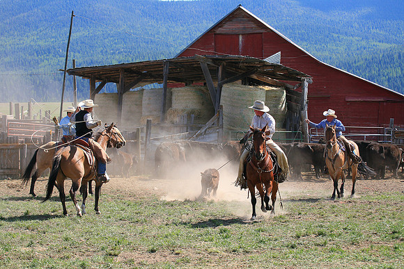 calf_branding_1017
