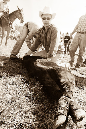 calf_branding_2_612