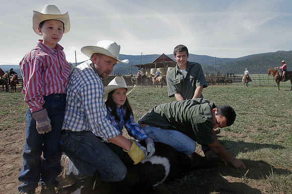 calf_branding_2_617
