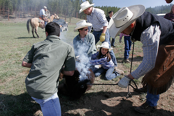 calf_branding_2_601