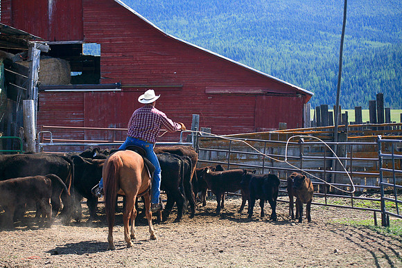 calf_branding_958